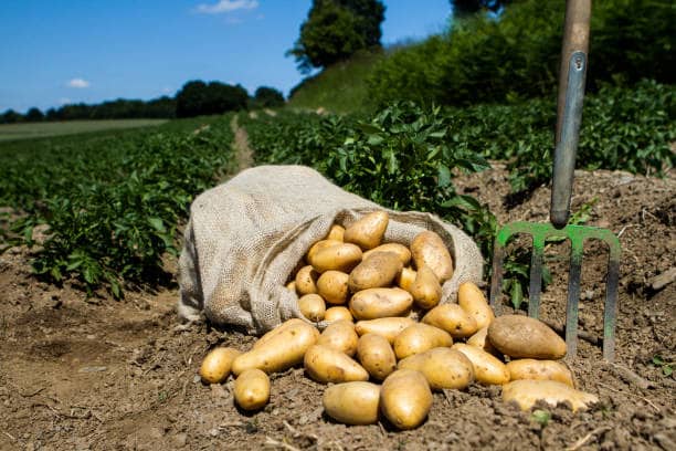 خرید و قیمت سیب زمینی صادراتی + فروش عمده